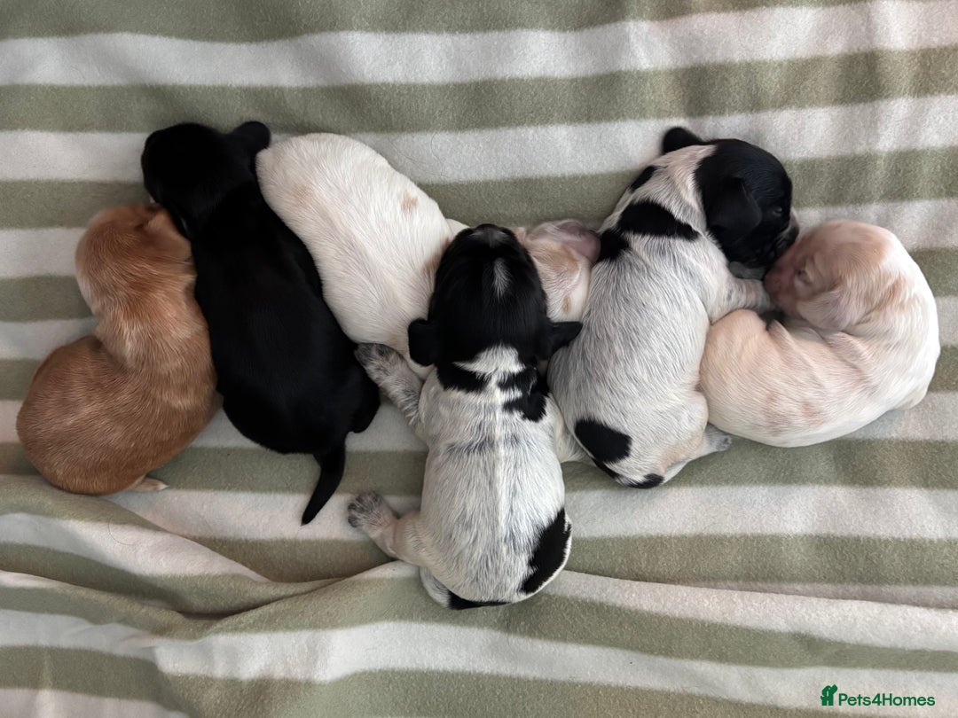 Cocker Spaniel dogs for sale: Beautiful Cocker Spaniel Puppies - Advert 1