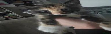Calico girl