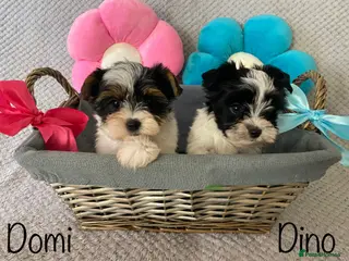 Yorkshire Terrier dogs Beautiful small Biewer Yorkshire Terrier Pedigree - Advert 7