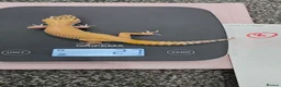 Leopard Gecko reptiles for sale: Various leopard geckos CB25 handleable.  - Advert 4