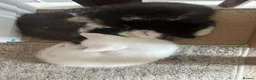 Turkish Angora cats for sale: Turkish angora kittens  - Advert 18