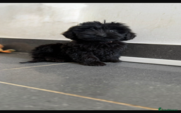 Mini Goldendoodle dogs for sale: 🐶Golden doodle puppies for sale ready to leave🐶 - Image 20