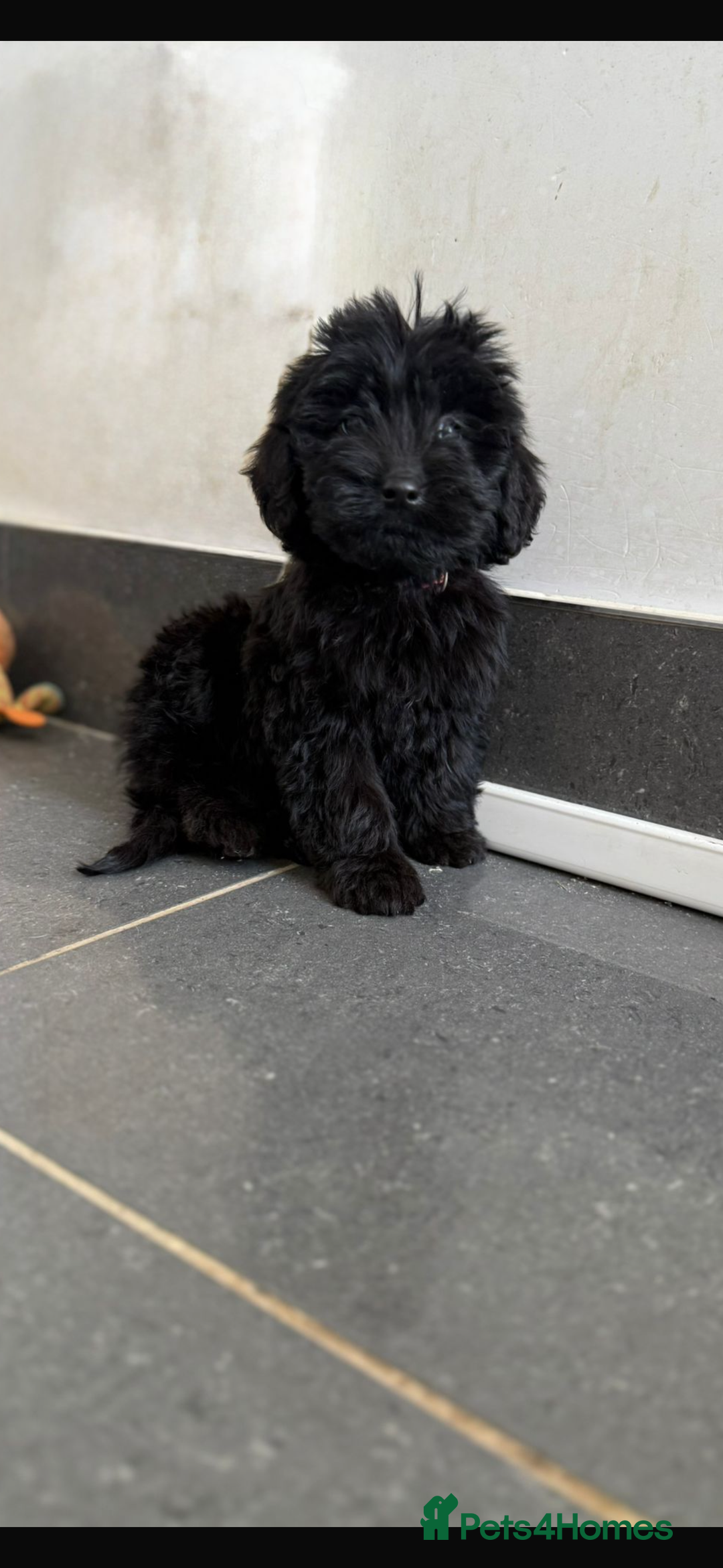 Mini Goldendoodle dogs for sale: 🐶Golden doodle puppies for sale ready to leave🐶 - Image 20