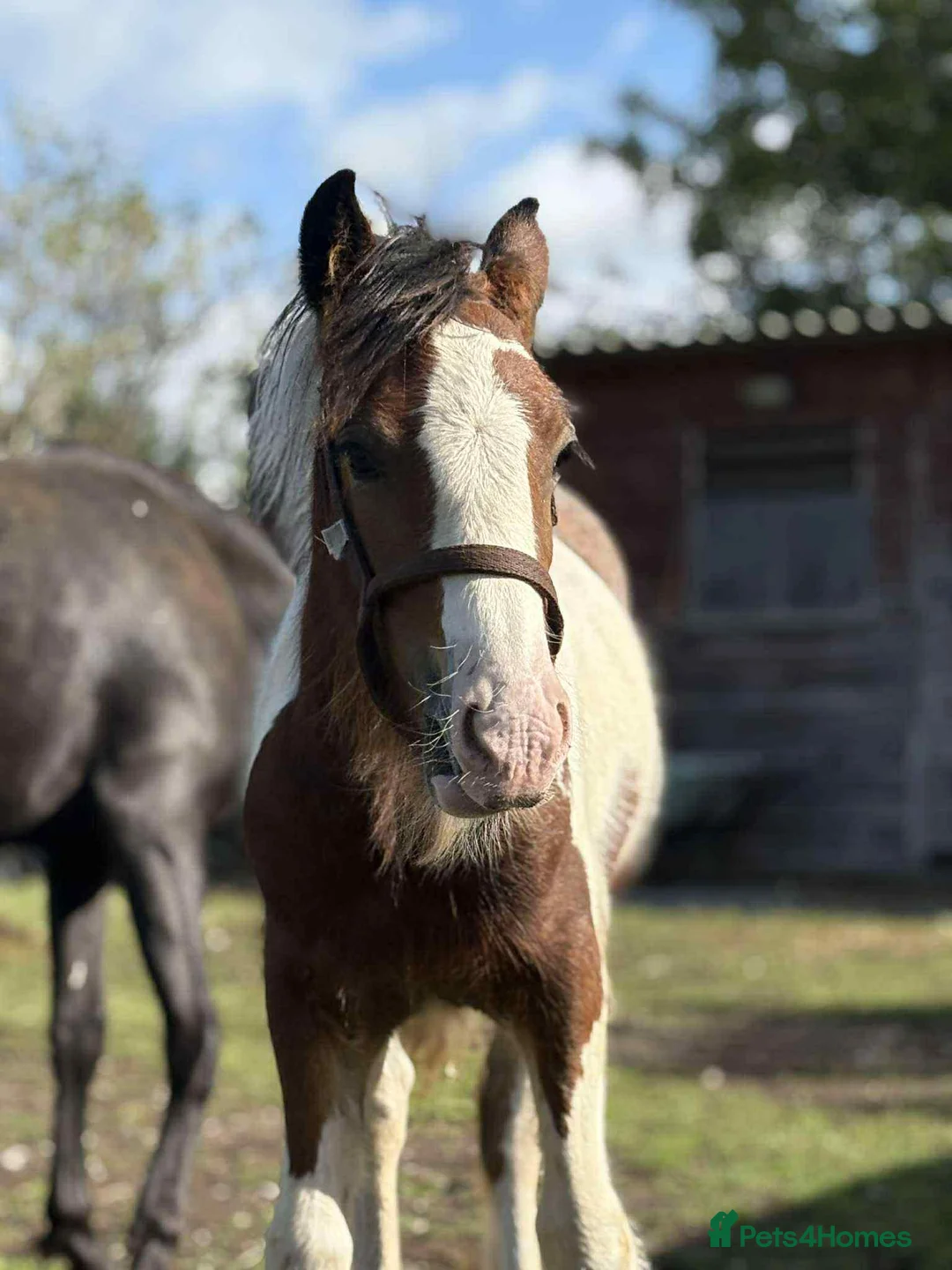 Irish Cob horses for sale: beautiful cob colt  - Advert 11