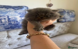 Persian cats for sale: GCCF SOLID BLUE PERSIAN PRINCESSES  - Image 10