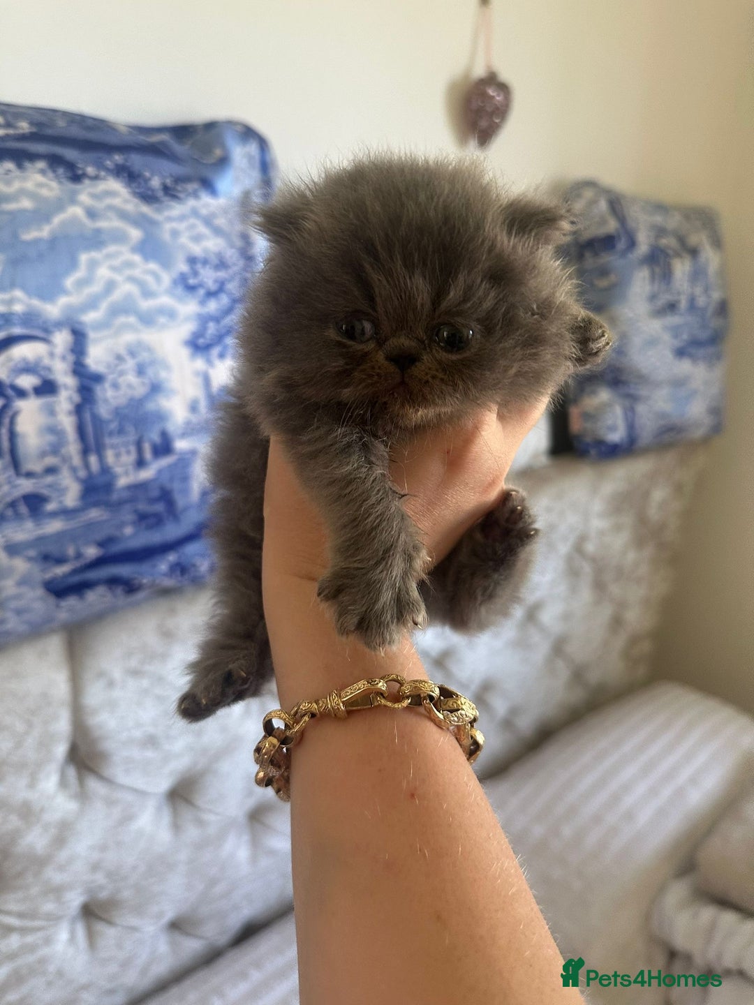 Persian cats for sale: GCCF SOLID BLUE PERSIAN PRINCESSES  - Image 10