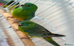 Parrots birds for sale: Beautiful talking singing Young Red Rump Parrot  - Image 5