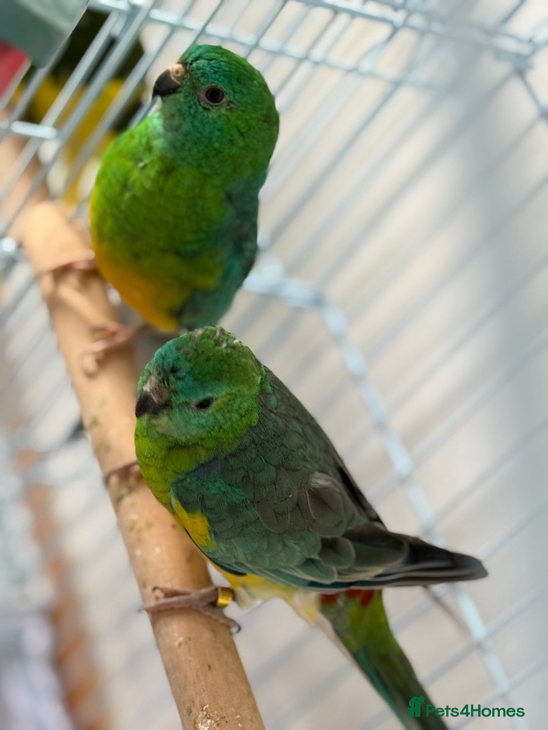 Parrots birds for sale: Beautiful talking singing Young Red Rump Parrot  - Image 5