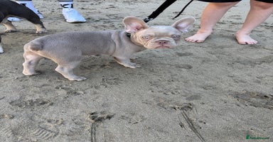 French Bulldog dogs - Advert 6