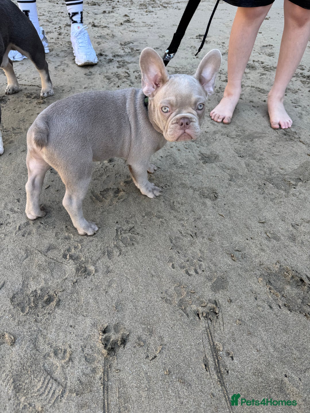 French Bulldog dogs for sale: French bulldogs LAST ONE !  - Image 3