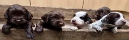 Cocker Spaniel dogs for sale: Cocker Spaniel Puppies - Advert 5