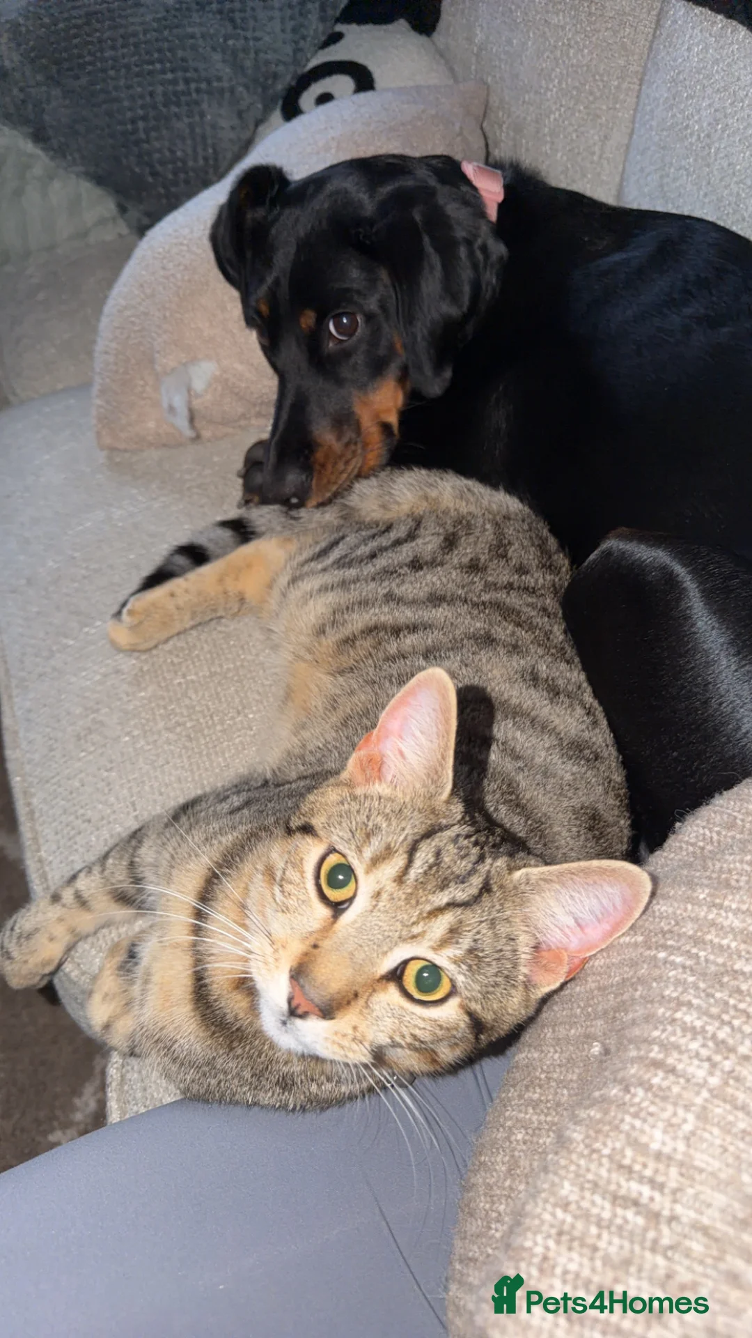 British Shorthair cats for sale: 2 x male (brothers)  - Advert 2