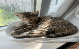 Bengal cats for sale: Cute 14-Week Bengal Kitten - Full Setup Included! - Image 7