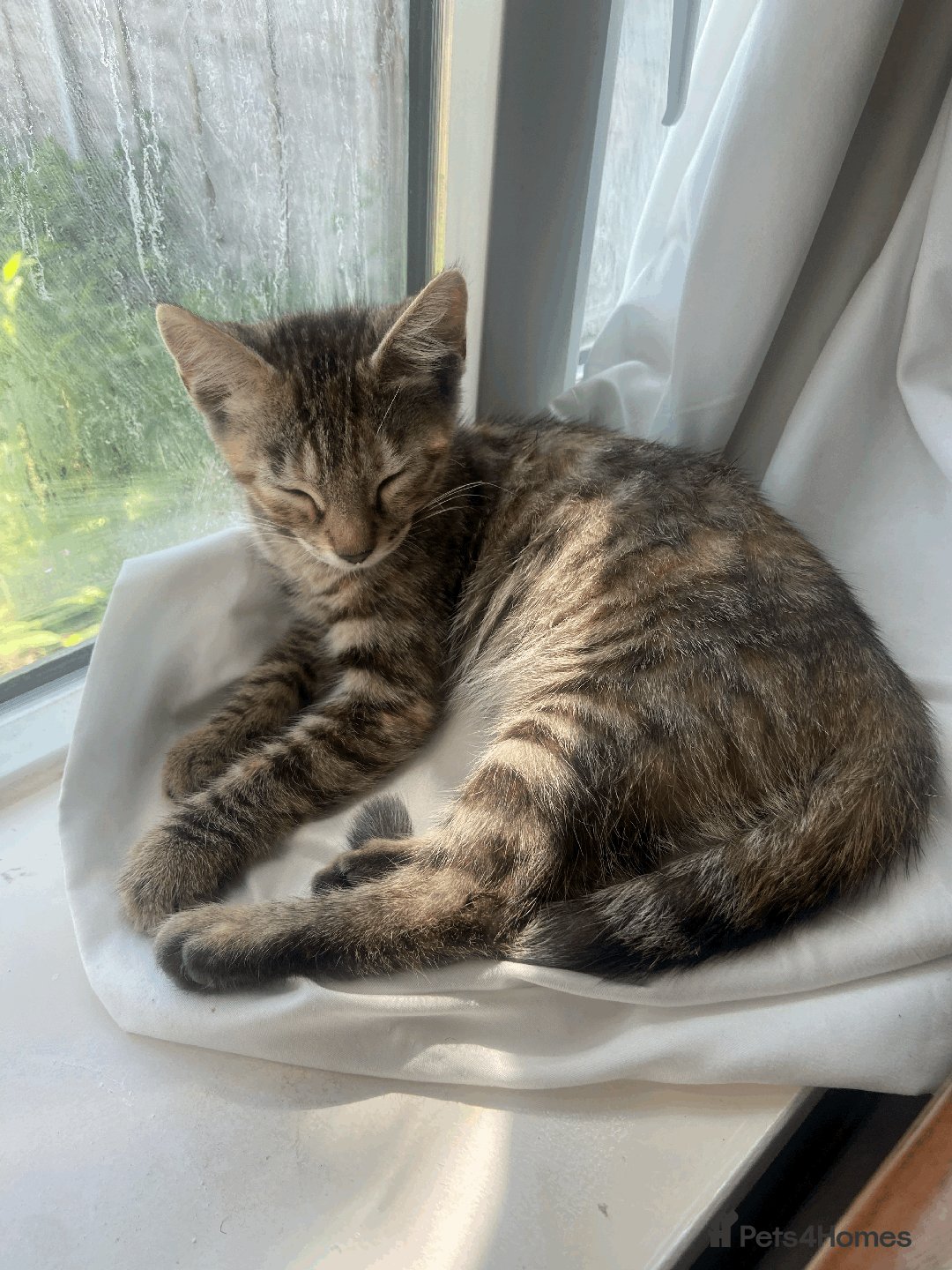 Bengal cats for sale: Cute 14-Week Bengal Kitten - Full Setup Included! - Image 7