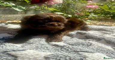 Shih Tzu dogs - Advert 1