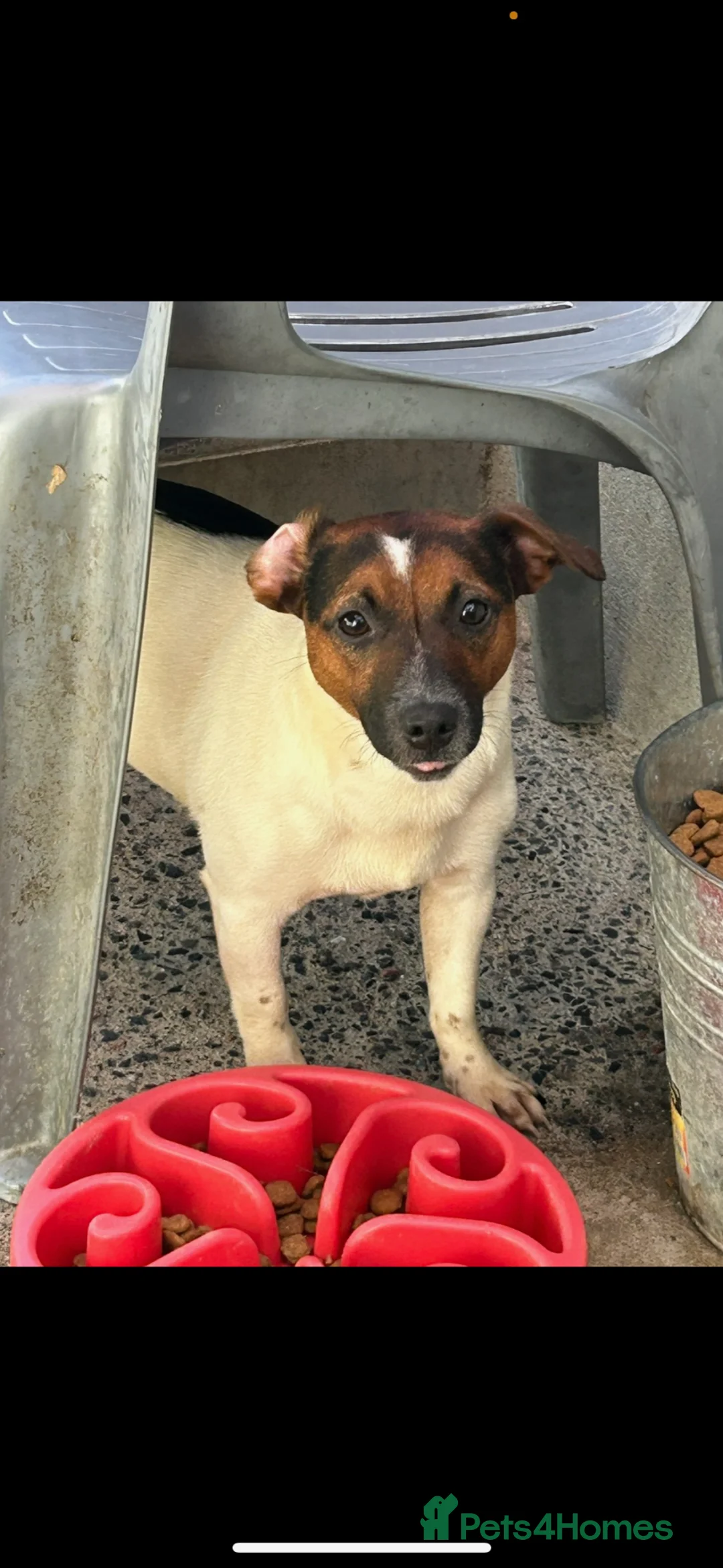 Jack Russell dogs for sale: Female Jack russell in Plymouth - Advert 2