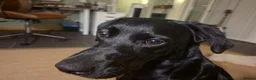 Labrador Retriever dogs for sale: Willow - Young Labrador looking for a special home - Advert 11