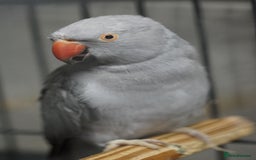 Ringnecks birds for sale: Ring neck Bonded pair  - Image 4