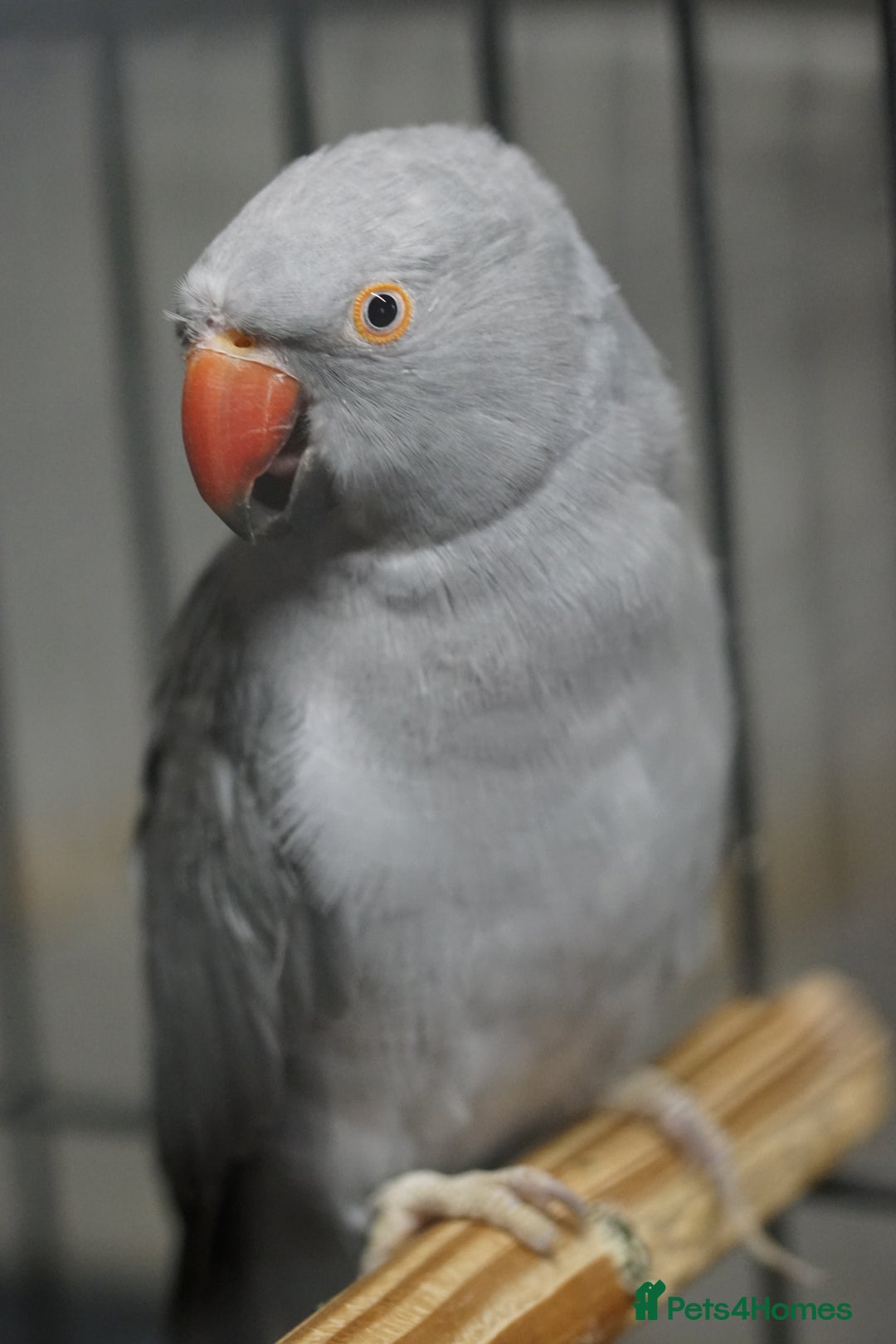 Ringnecks birds for sale: Ring neck Bonded pair  - Image 4