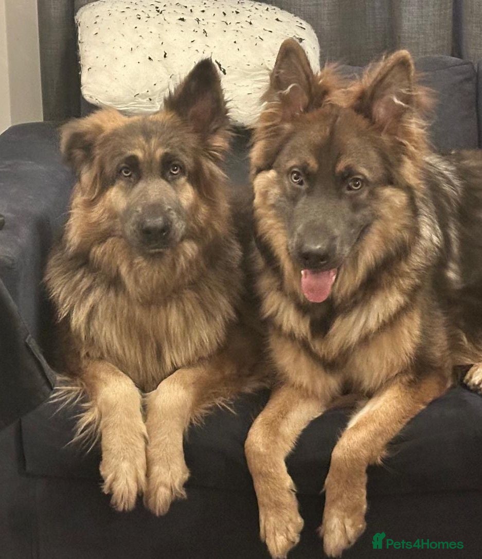 German Shepherd dogs Blue tan, blue sable Isabella German shepherd pups - Advert 1