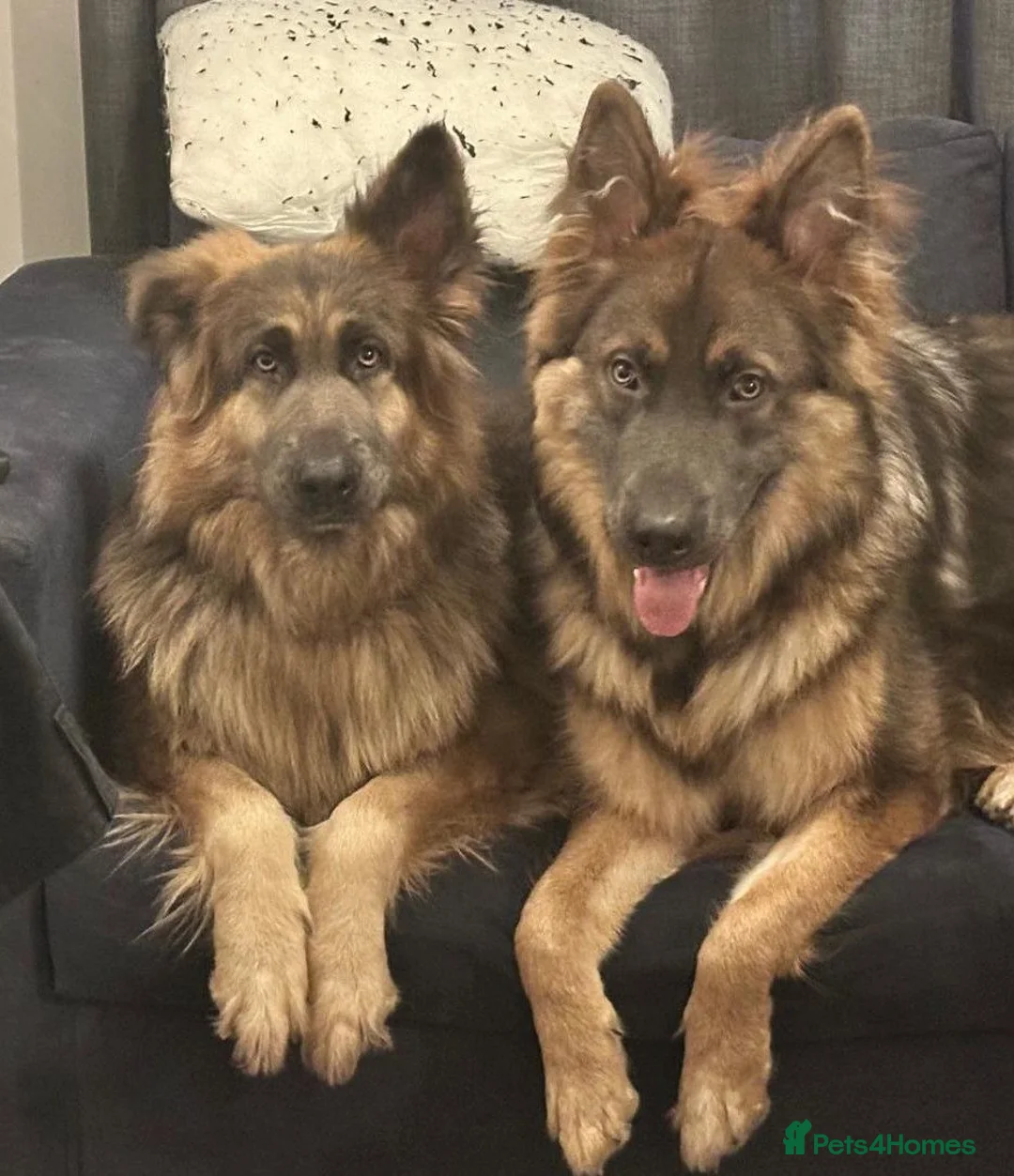German Shepherd dogs for sale: Blue tan, blue sable Isabella German shepherd pups in Crewe - Advert 1