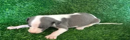 Whippet dogs for sale: ✨ EXCEPTIONAL PEDIGREE WHIPPETS  - Advert 19