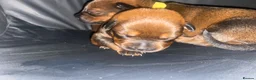 Mixed Breed dogs for sale: 🐾 Rottweiler x Belgian Malinois Puppies  - Advert 10