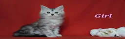 Maine Coon cats for sale: Pure Maine Coons Kittens For Sale - Advert 11