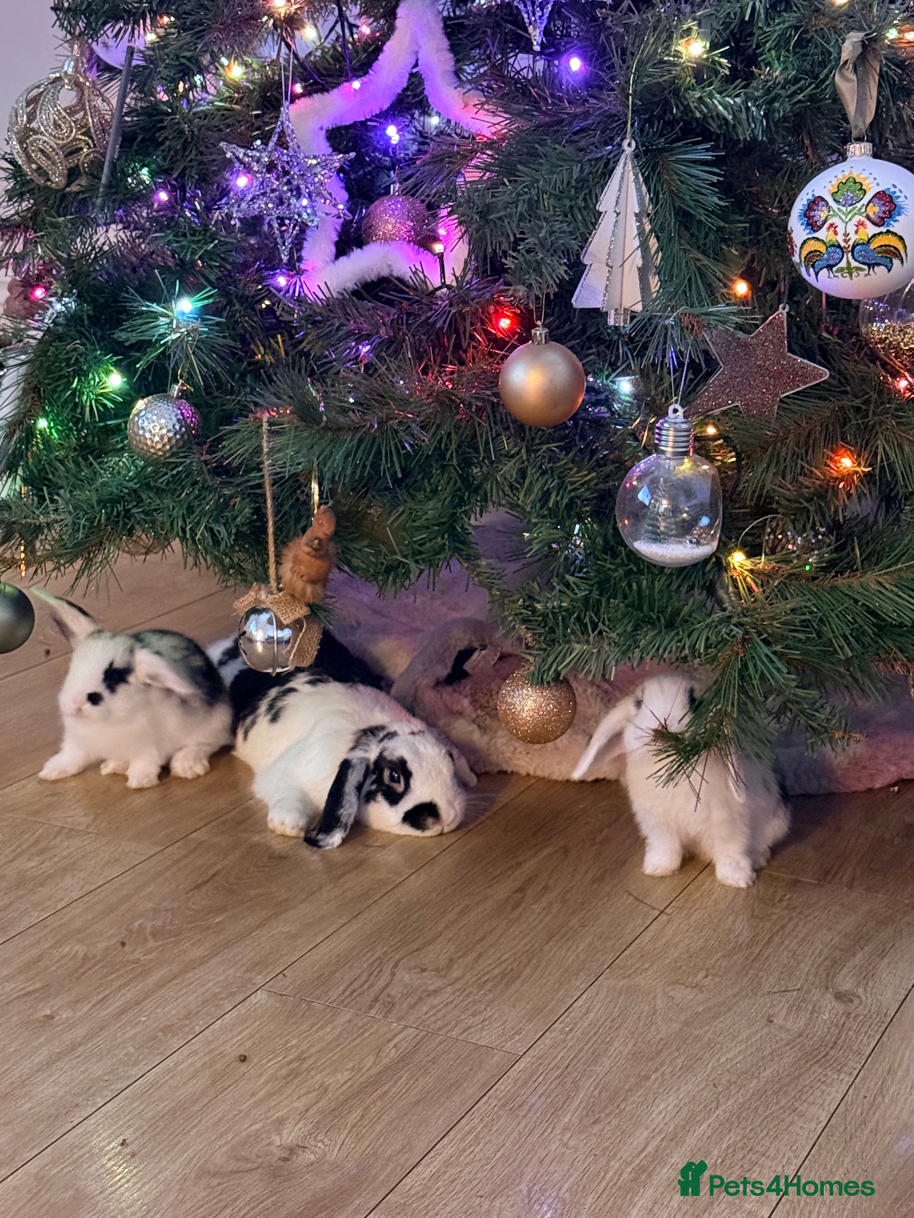 Mini Lop rabbits Mini lops. White with blue eyes or mixed colours.  - Advert 1