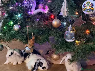 Mini Lop rabbits Mini lops. White with blue eyes or mixed colours. - Advert 15