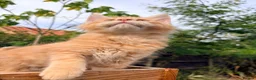 Maine Coon cats for sale: Stunning GCCF Maine Coons available  - Advert 14