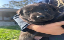 Labrador Retriever dogs for sale: Incredible repeat mating  - Image 2