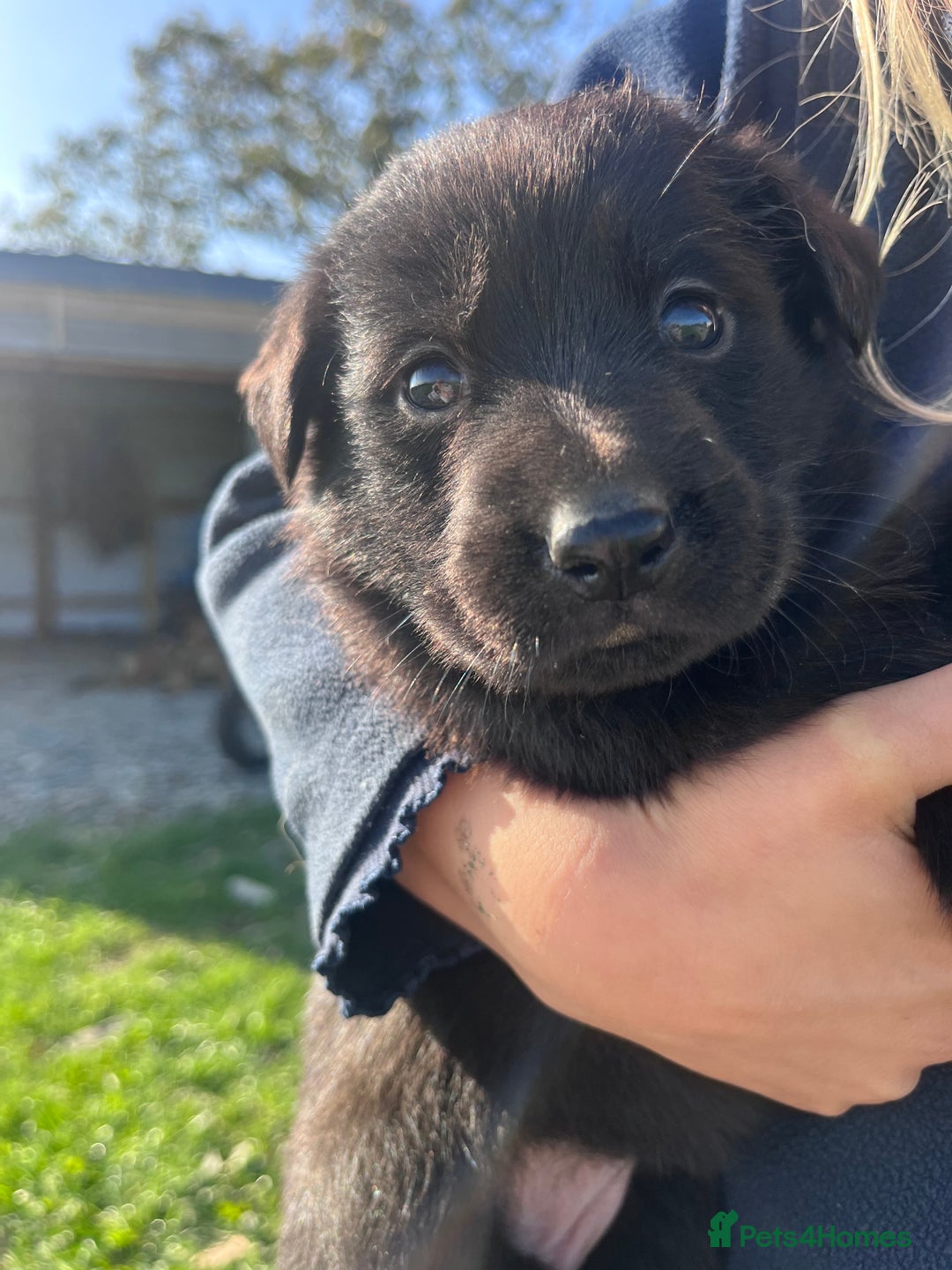 Labrador Retriever dogs for sale: Incredible repeat mating  - Image 2