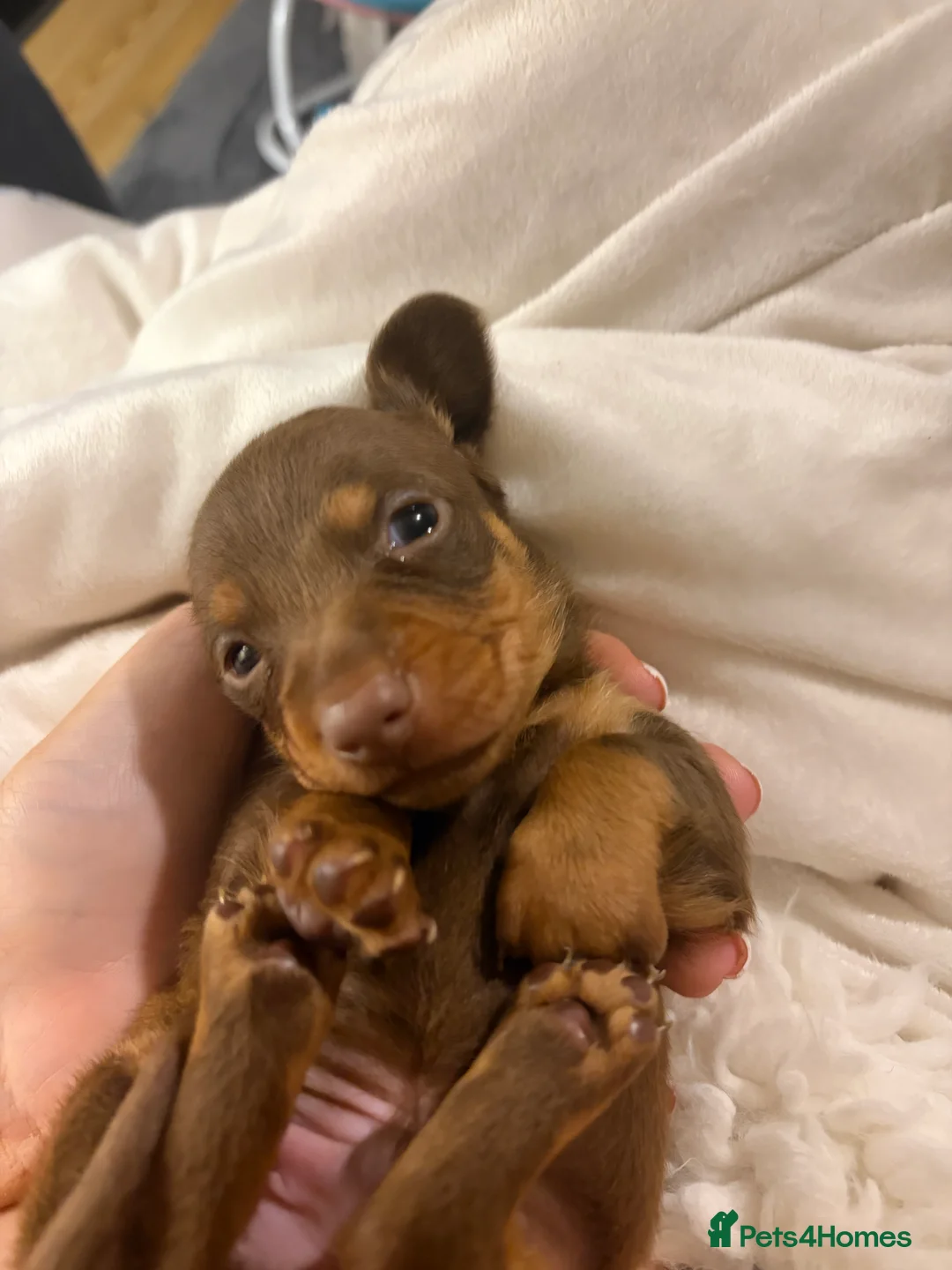 Miniature Dachshund dogs for sale: Miniature boy dachund  - Advert 2