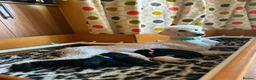 Standard Poodle dogs for sale: Outstanding Standard Poodle Puppies - Advert 2