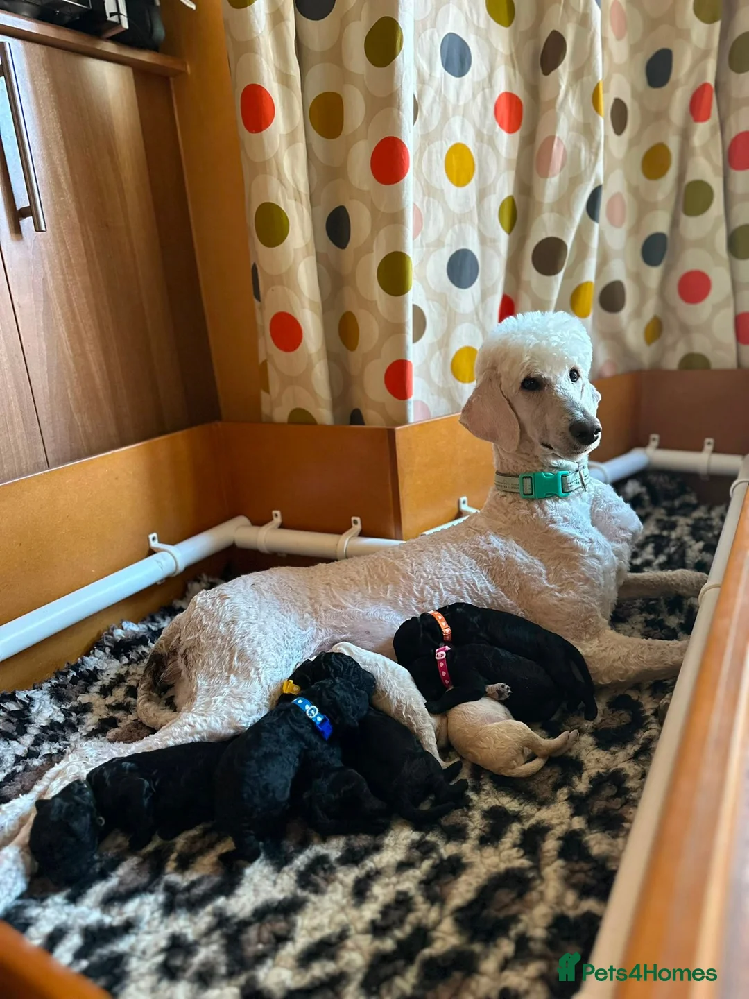 Standard Poodle dogs for sale: Outstanding Standard Poodle Puppies - Advert 2