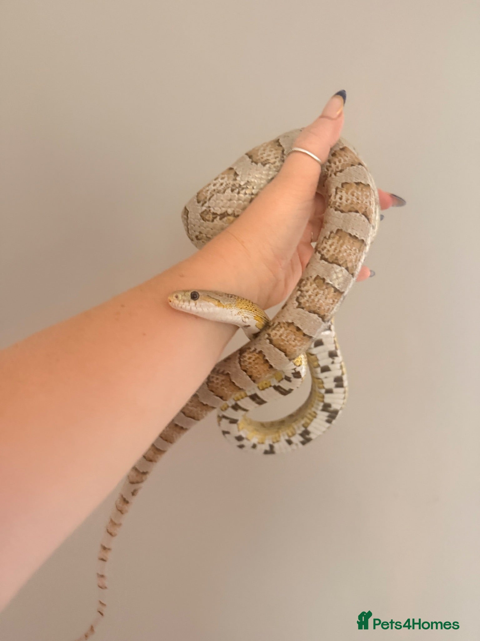 Corn Snake reptiles Corn Snake Slytherin & Full Setup – £400 ONO - Advert 1