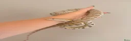 Corn Snake reptiles for sale: Corn Snake Slytherin & Full Setup – £400 ONO - Advert 1