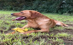 Labrador Retriever dogs for sale: 🩷Two Girls🩷 Fully Vaccinated-KC Labrador Puppies in Launceston - Image 15