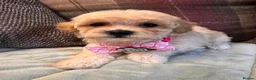 Poochon dogs for sale: Poochons born to Extensively HealthTested parents  - Advert 5