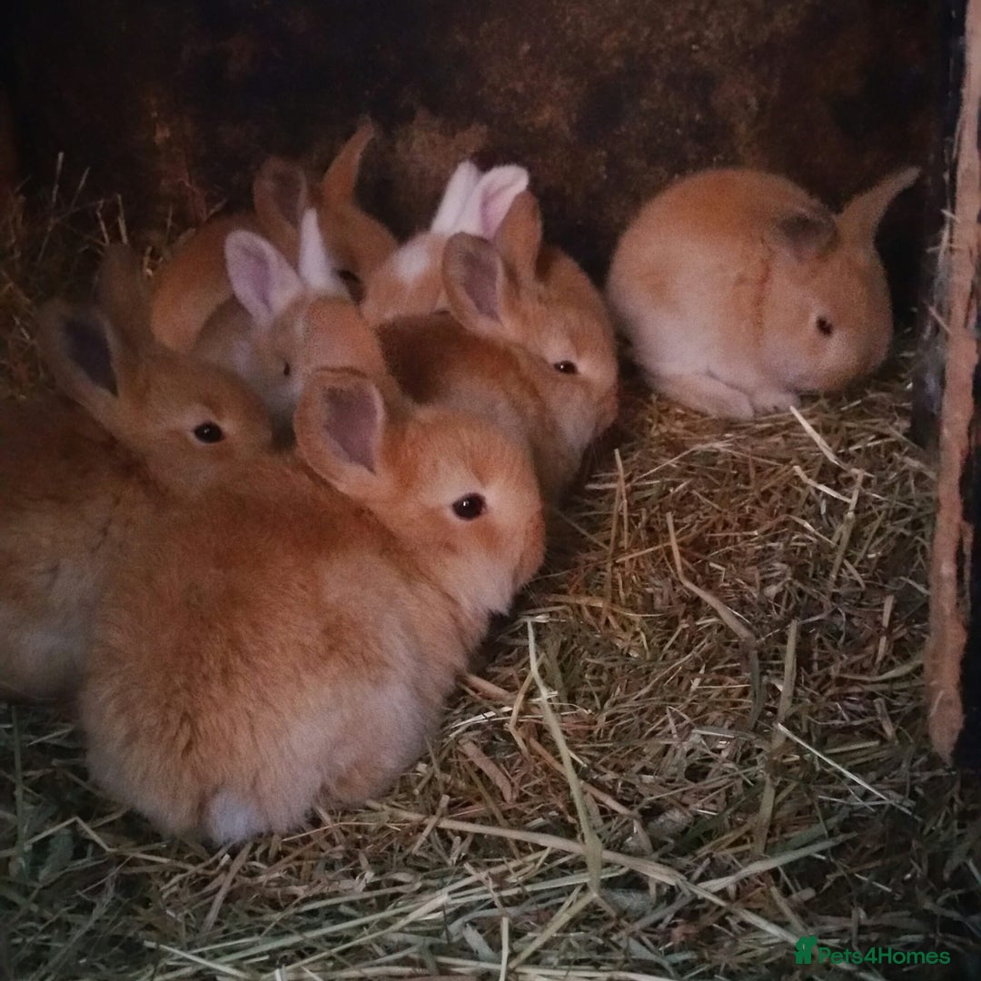 Continental Giant rabbits for sale: Pure Continental Giants  VACCINATED 3 in 1 Reserve - Advert 5