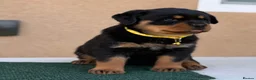 Rottweiler dogs for sale: 💃lovely gentle giant🕺 available to new homes🍌🍌 in Selby - Advert 4