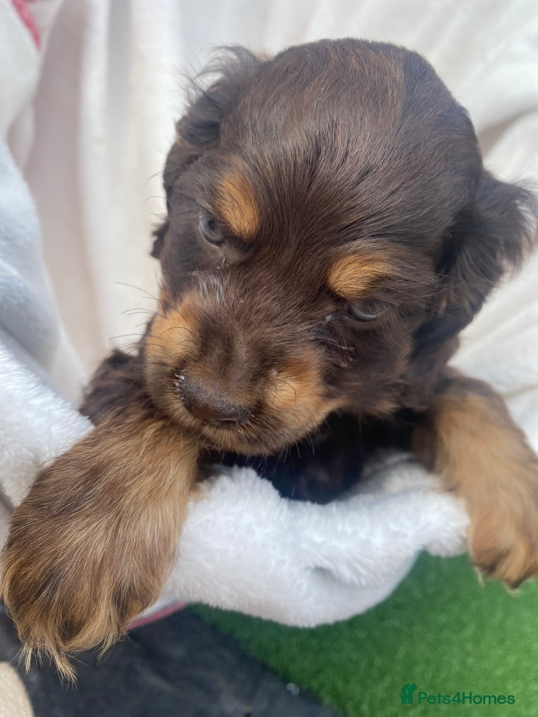 Cockapoo dogs for sale: American cockapoos rare green eyes phantoms - Image 2