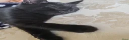 Mixed Breed cats for sale: FEMALE BLACK KITTEN READY TO LEAVE  - Advert 3