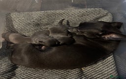 Chihuahua dogs for sale: Chihuahua puppies - Image 1