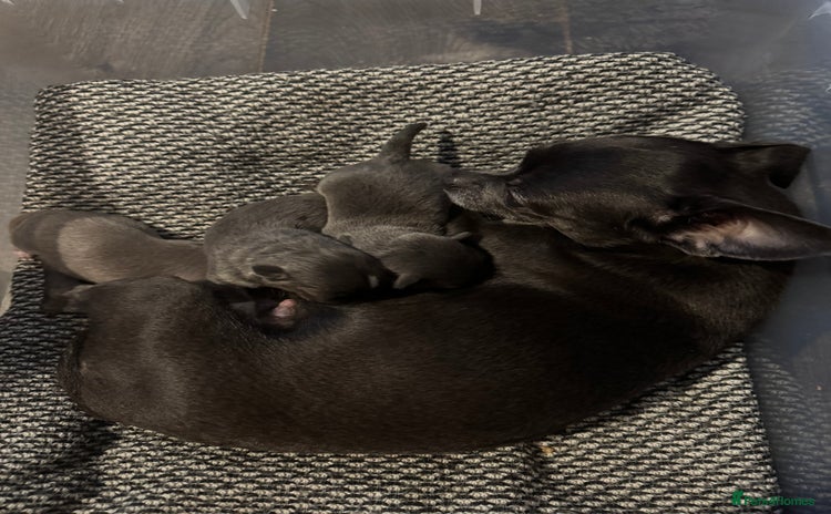 Chihuahua dogs - Advert 1