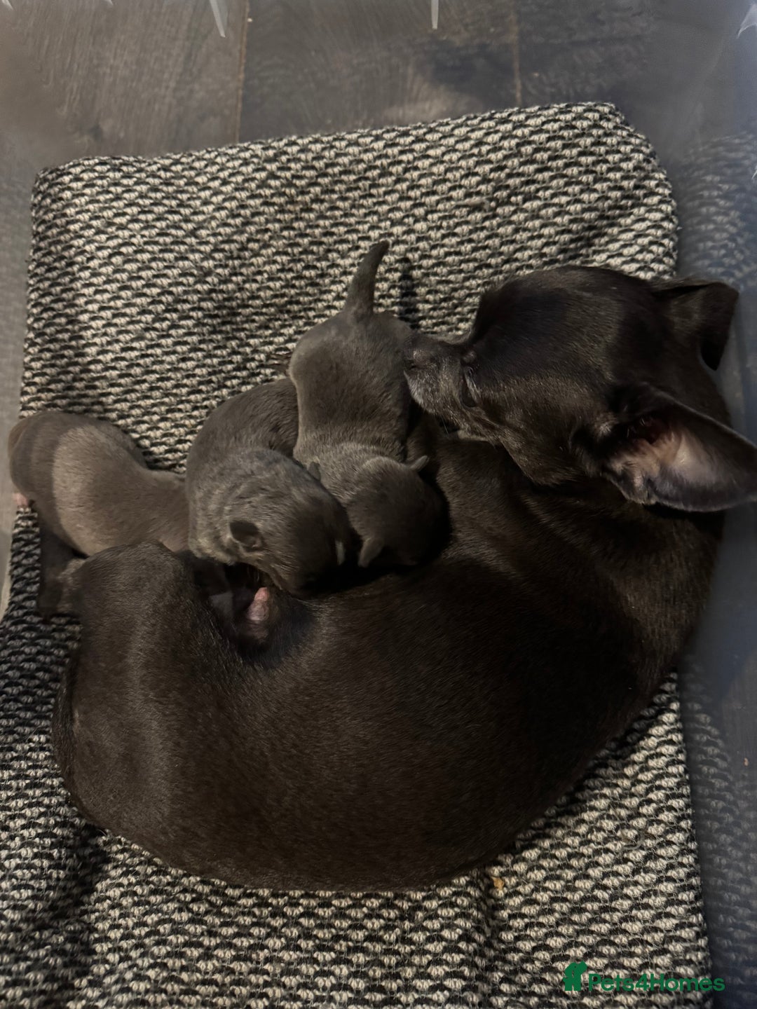 Chihuahua dogs for sale: Chihuahua puppies - Image 1