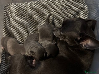 Chihuahua dogs - Advert 6