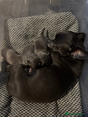 Chihuahua dogs - Advert 1