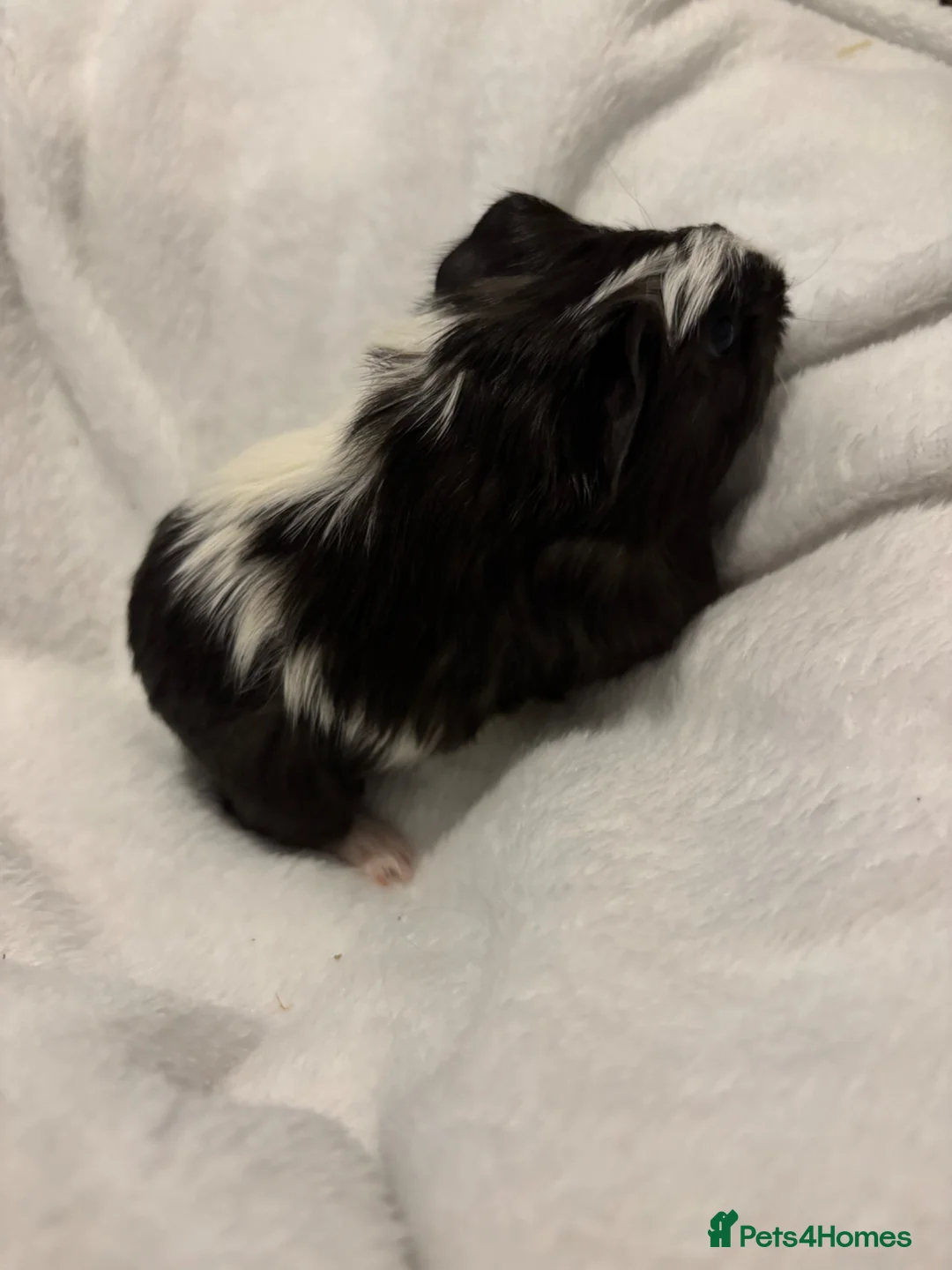 Guinea Pig rodents for sale: Male Sheltie Baby Guinea Pig 🩵 - Advert 1